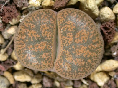 Lithops lesliei ssp. lesliei v. minor 'Witblom'.jpg